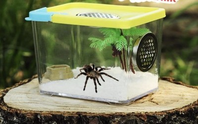 tarantula / isopod / reptile box mini